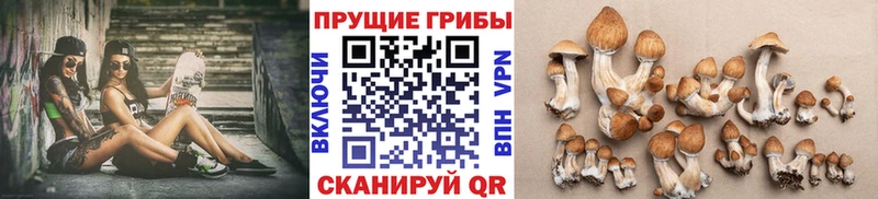 Галлюциногенные грибы Psilocybe  Бугуруслан 